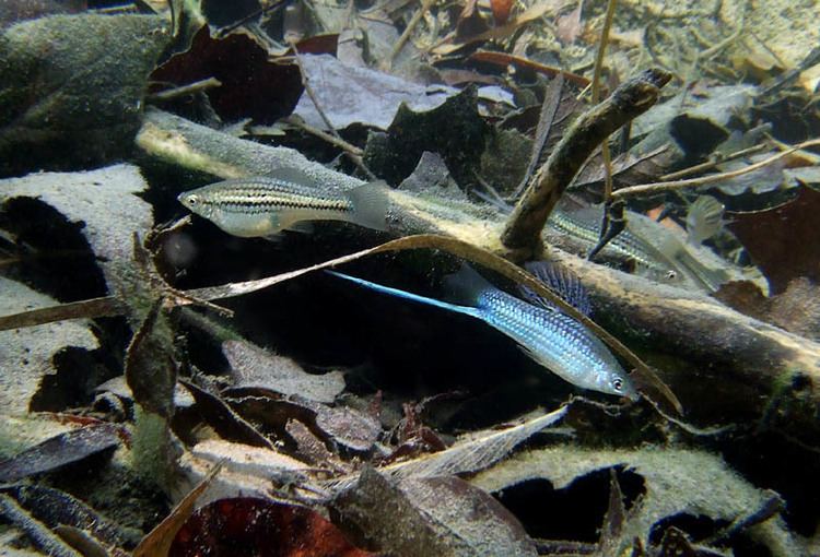 Xiphophorus montezumae Xiphophorus montezumae Poecilia mexicana Aquatic Life Under