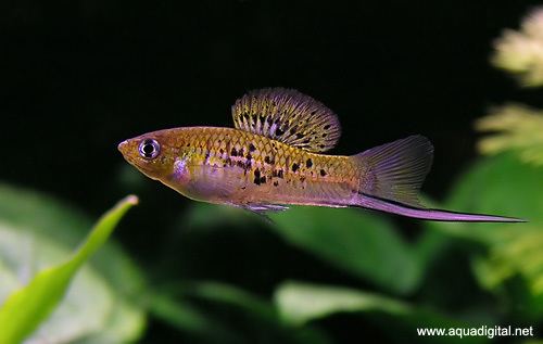 Xiphophorus nezahualcoyotl akvaforumnoimagesfishxiphophorusnezahualcoyot