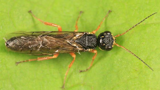 Xiphydriidae Xiphydriidae Xiphydria mellipes BugGuideNet