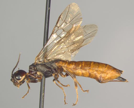 Xiphydriidae Xiphydriidae lateral Xiphydria abdominalis BugGuideNet