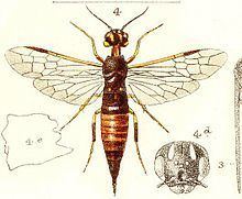 Xiphydriidae httpsuploadwikimediaorgwikipediacommonsthu