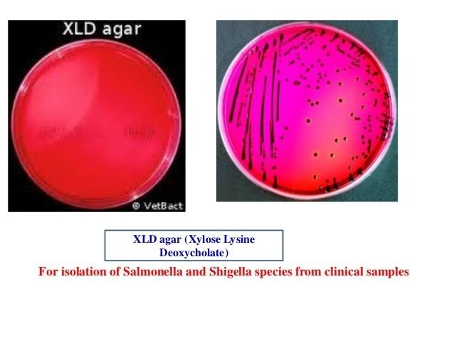 XLD agar Xld Agar Shigella More information