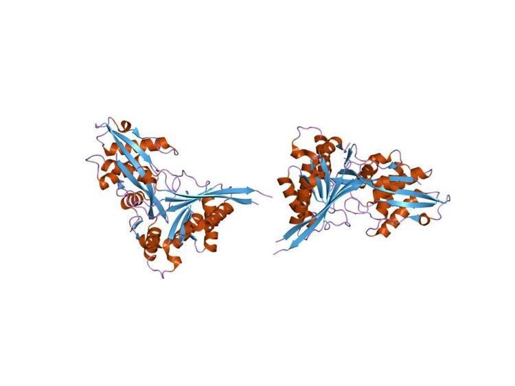 XOL-1 Switch protein N-terminal domain