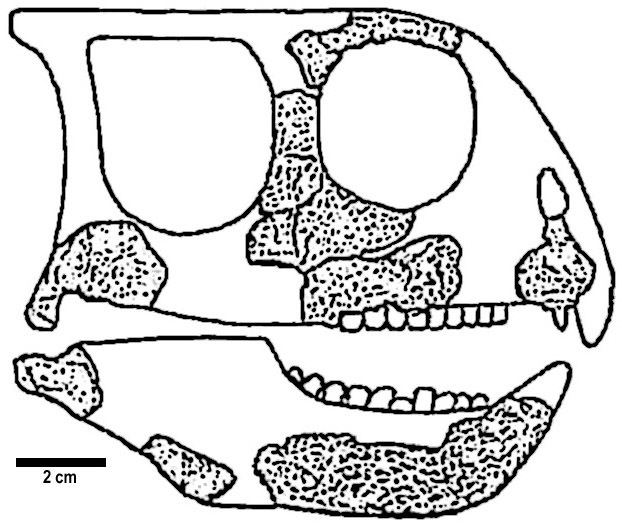 Xuanhuaceratops Xuanhuaceratops niei Dinosaurs