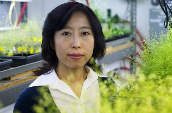 Xuemei Chen UCR Today Plant Cell Biologist Elected to the National