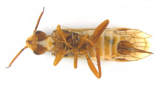 Xyelidae Xyelidae ventral Macroxyela ferruginea BugGuideNet