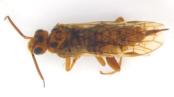 Xyelidae Xyelidae dorsal Macroxyela ferruginea BugGuideNet