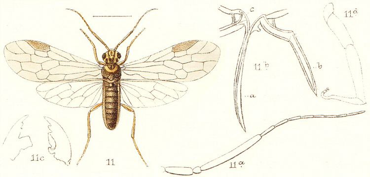 Xyelidae Insects of Britain and Ireland Hymenoptera families Xyelidae