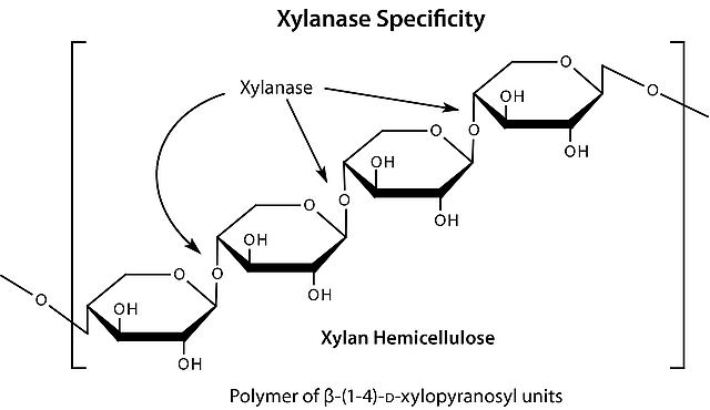 Xylan Hemicellulase Xylanase Hemicellulose and Xylan Complex