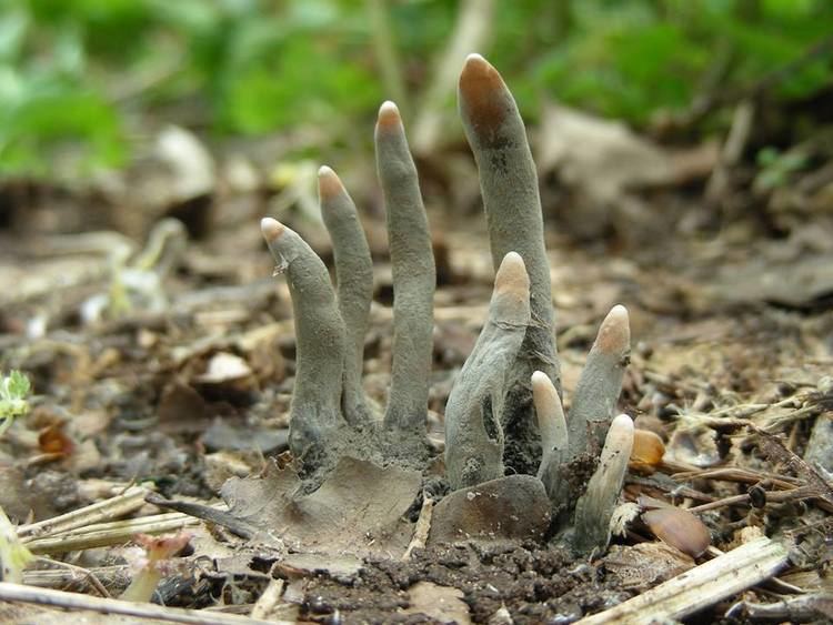 Xylaria polymorpha Xylaria polymorpha commonly known as dead mans fingers is a
