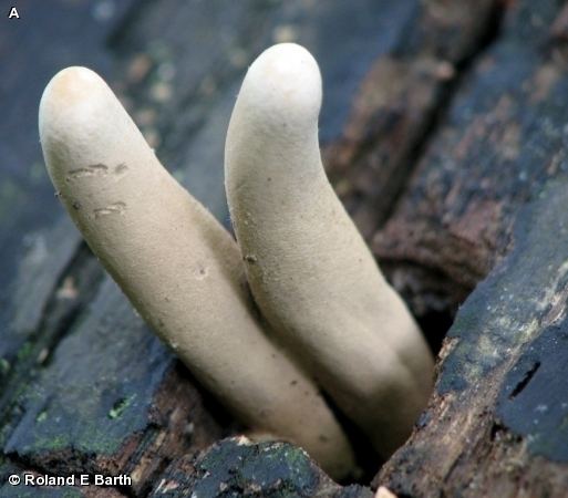 Xylariaceae Nature Search CANDLESNUFF FUNGUS Xylaria hypoxylon XYLARIACEAE