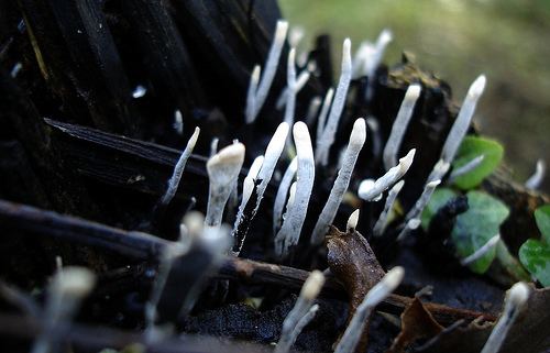 Xylariaceae Stag Horn or Candlesnuff Xylaria hypoxylon Xylariaceae a photo