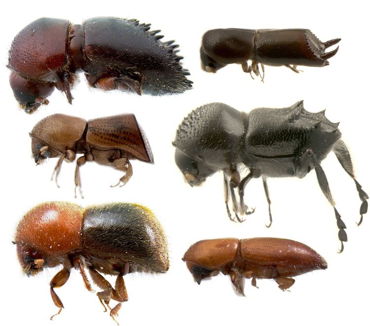 Xyleborini Meet the beetlesthe Xyleborini of New Guinea