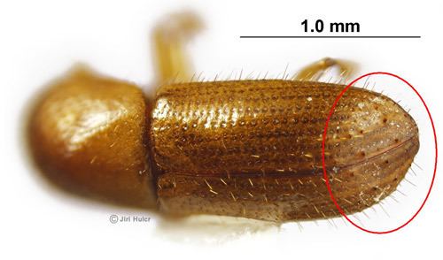 Xyleborus (beetle) an ambrosia beetle Xyleborus affinis
