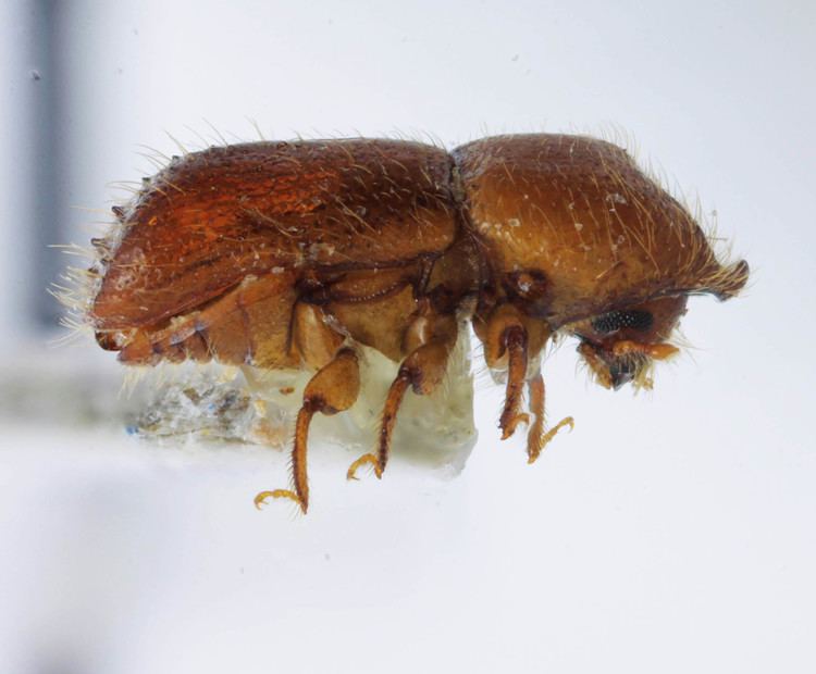 Xyleborus (beetle) xyleborinimyspeciesinfositesxyleborinimyspeci