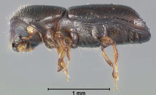 Xyleborus (beetle) Redbay ambrosia beetle Xyleborus glabratus Eichhoff
