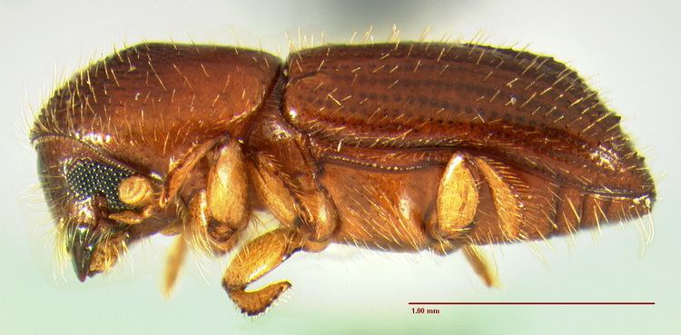 Xyleborus (beetle) Xyleborus affinis Image 357