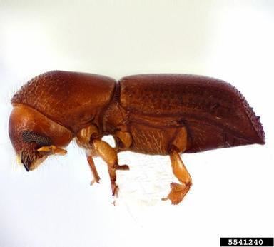 Xyleborus glabratus redbay ambrosia beetle Xyleborus glabratus Eichhoff 1877