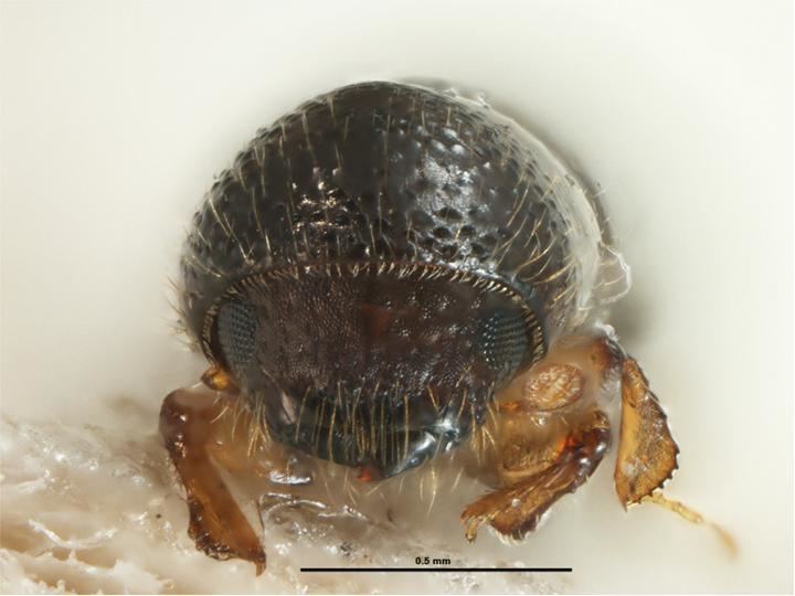 Xyleborus glabratus Redbay ambrosia beetle
