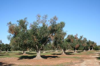 Xylella fastidiosa European and Mediterranean Plant Protection Organization EPPO