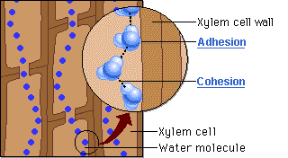 Xylem Pearson The Biology Place