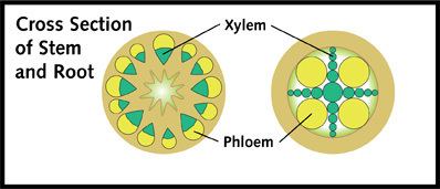 Xylem PLANT TRANSPORT Xylem Phloem Roots and Stems Tubes Water