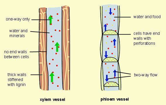Xylem Phloem vs Xylem Difference and Comparison Diffen