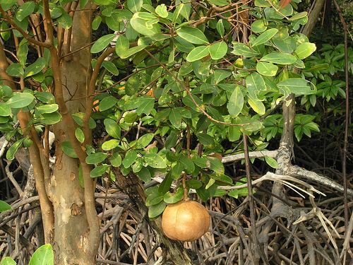 Xylocarpus cannonball mangrove Xylocarpus granatum iNaturalistorg