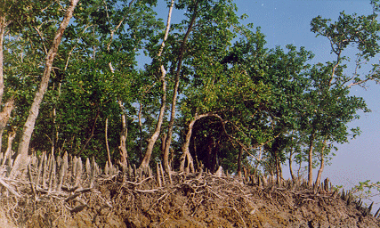 Xylocarpus Xylocarpus granatum