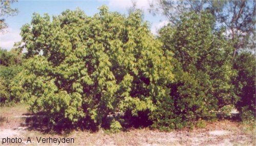 Xylocarpus Identification guide Xylocarpus moluccensis