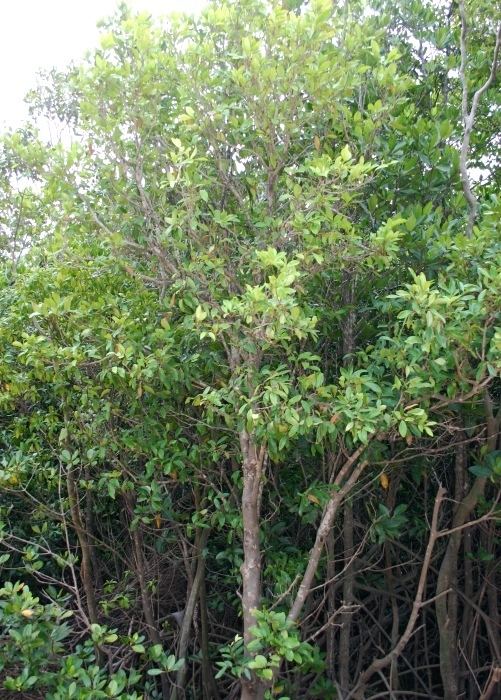 Xylocarpus granatum Australian Mangroves Meliaceae