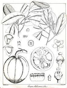 Xylocarpus moluccensis httpsuploadwikimediaorgwikipediacommonsthu