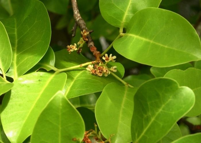 Xylocarpus moluccensis Australian Mangroves Meliaceae