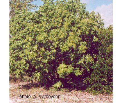 Xylocarpus moluccensis Identification guide Xylocarpus moluccensis