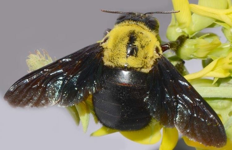 Xylocopa aestuans Insect Pests