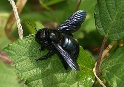 Xylocopa iris httpsuploadwikimediaorgwikipediacommonsthu