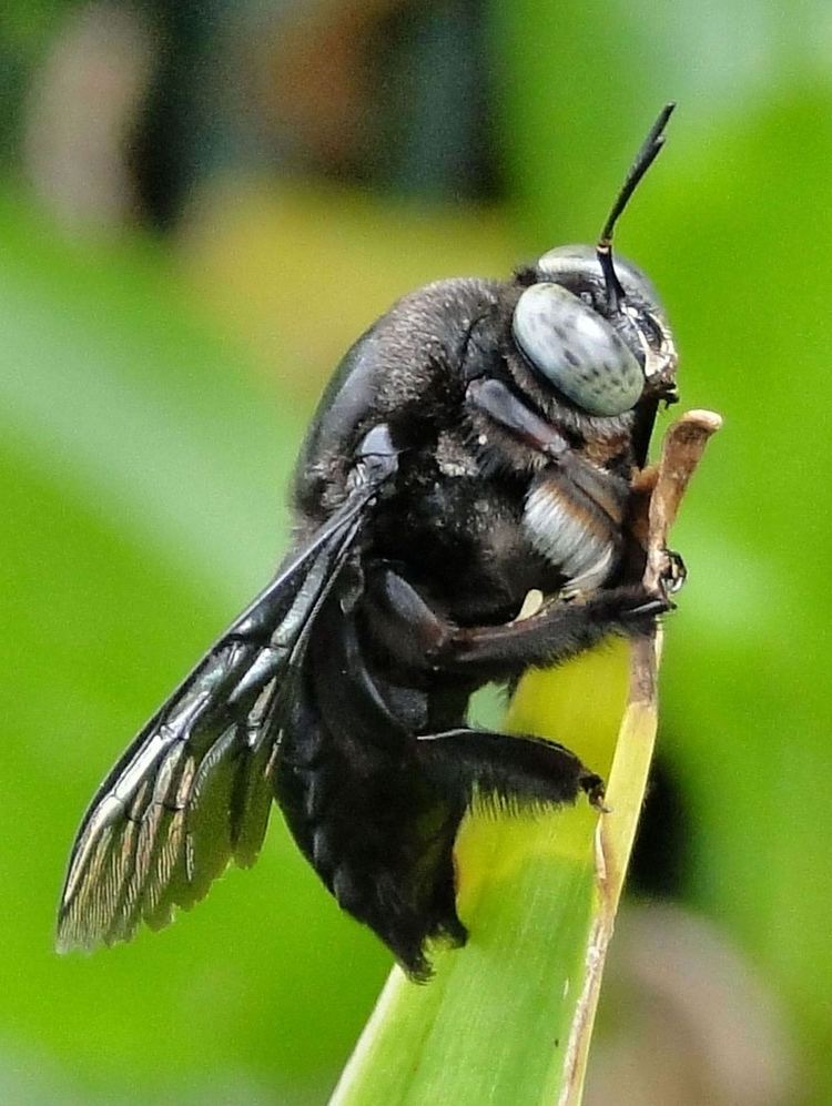 Xylocopa latipes Hugely black Xylocopa latipes Tropical Carpenter Bee Se Flickr