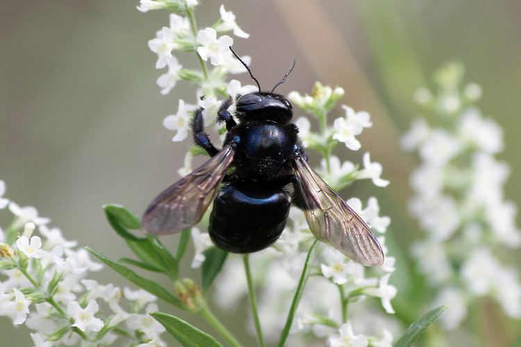 Xylocopa micans Southern Carpenter Bee Xylocopa micans A large Southern Flickr