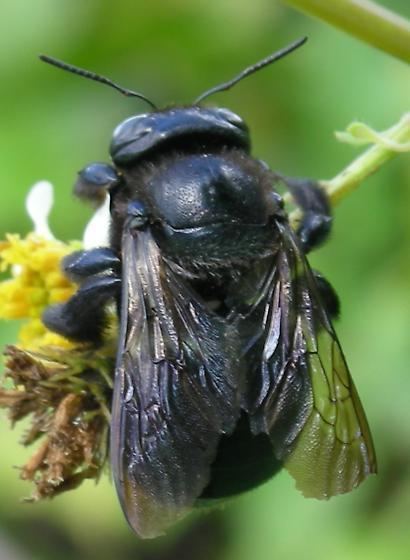 Xylocopa micans Xylocopa micans Xylocopa micans BugGuideNet