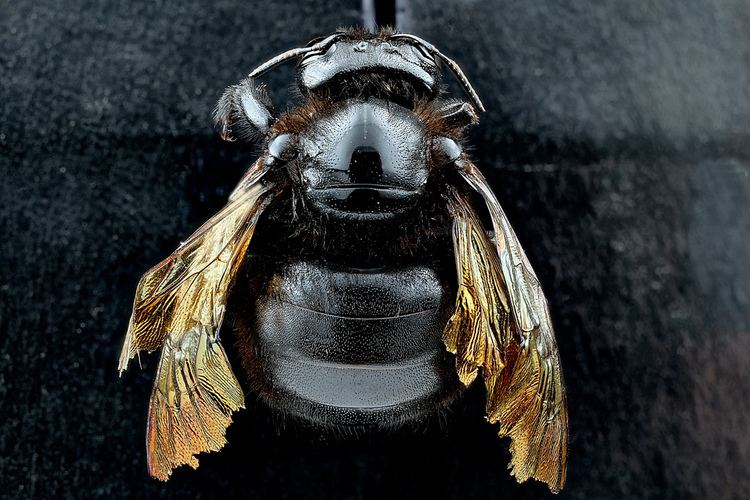 Xylocopa sonorina Sonoran Carpenter Bee Xylocopa sonorina iNaturalistorg