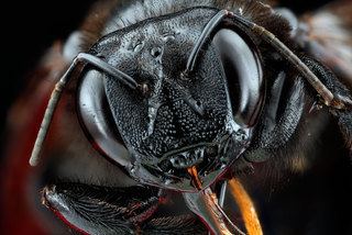 Xylocopa sonorina Xylocopa Large Carpenter Bees Discover Life
