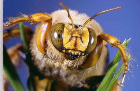 Xylocopa varipuncta Valley Carpenter Bee Xylocopa varipuncta