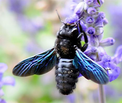 Xylocopa violacea Xylocopa violacea Xylocopa violacea Bee Black Wings Blue Bees