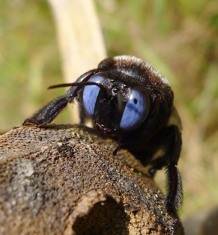 Xylocopinae Blueeyed Carpenter Bee Xylopa species Xylocopinae Flickr