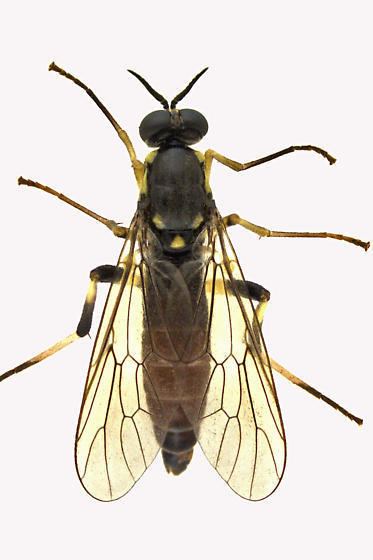 Xylomyidae Xylomyidae Xylomya BugGuideNet