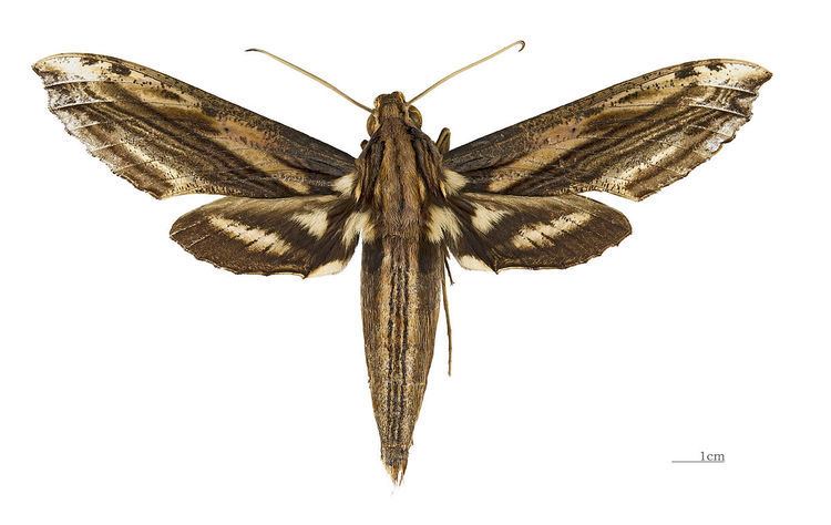 Xylophanes guianensis