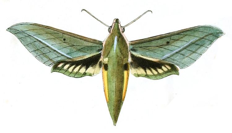 Xylophanes virescens