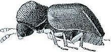 Xylopsocus gibbicollis httpsuploadwikimediaorgwikipediacommonsthu