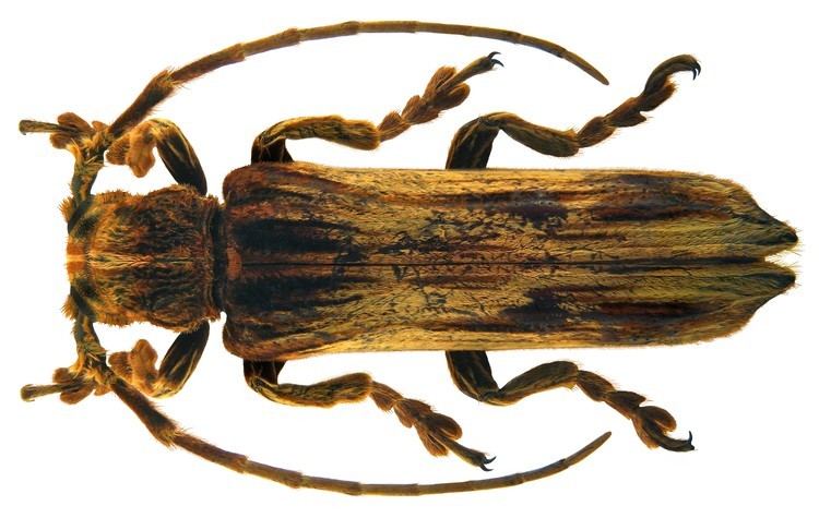 Xylorhiza (beetle) uploadwikimediaorgwikipediacommons668Xylorh