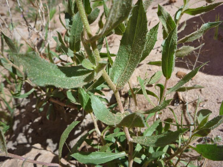 Xylorhiza tortifolia Mojave Aster Xylorhiza Tortifolia